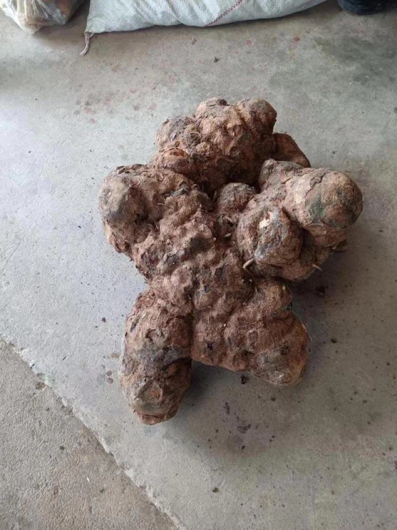 大量出售四川红土茯苓