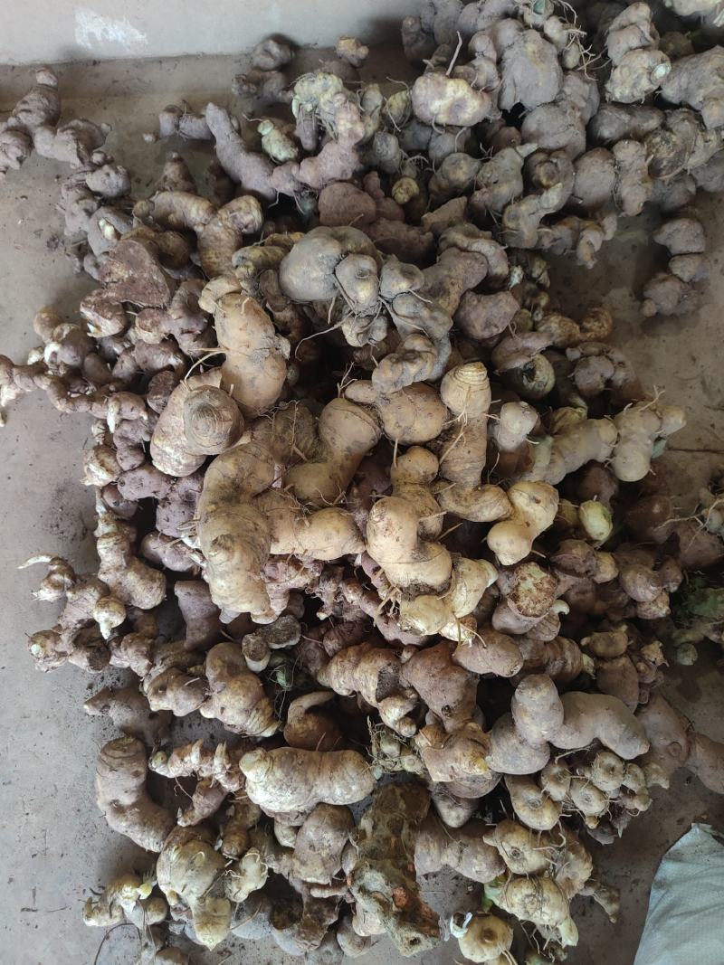云南野生滇黄精块茎规格大小统货产地批发零售
