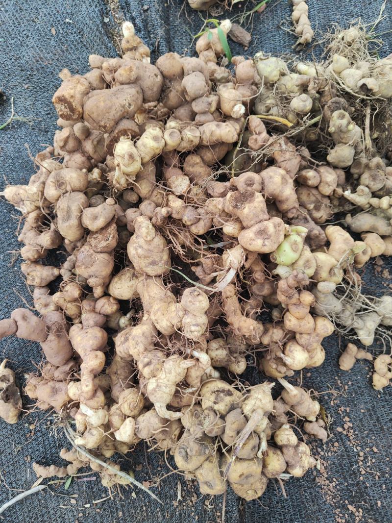 云南野生滇黄精块茎规格大小统货产地批发零售