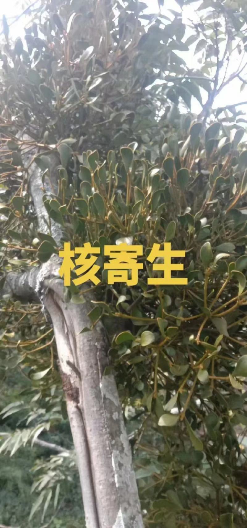 需要寄生草的可以联系。
