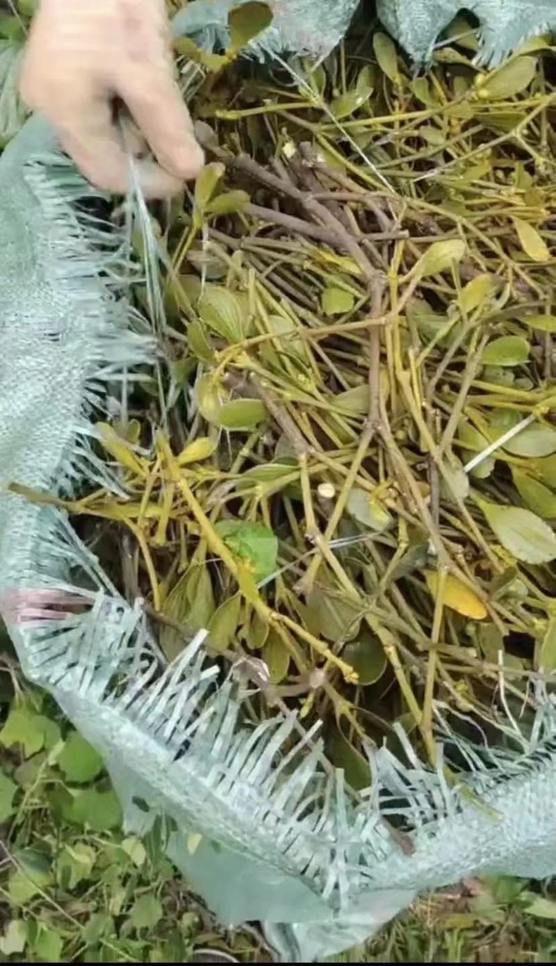 需要寄生草的可以联系。