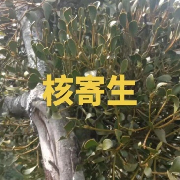 需要寄生草的可以联系。