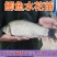中科3号鲫鱼苗，东北鲫，白金鲫，彭泽鲫，圆头鲫