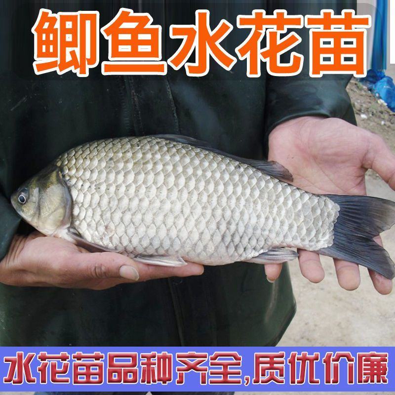中科3号鲫鱼苗，东北鲫，白金鲫，彭泽鲫，圆头鲫