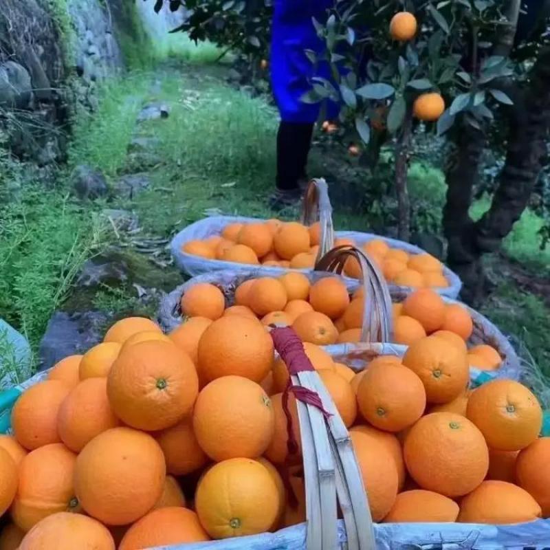 湖北精品中华脐橙产地直发品质保证一手货源量大从