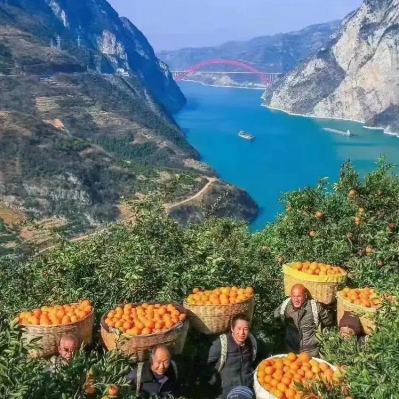 湖北精品中华脐橙产地直发品质保证一手货源量大从