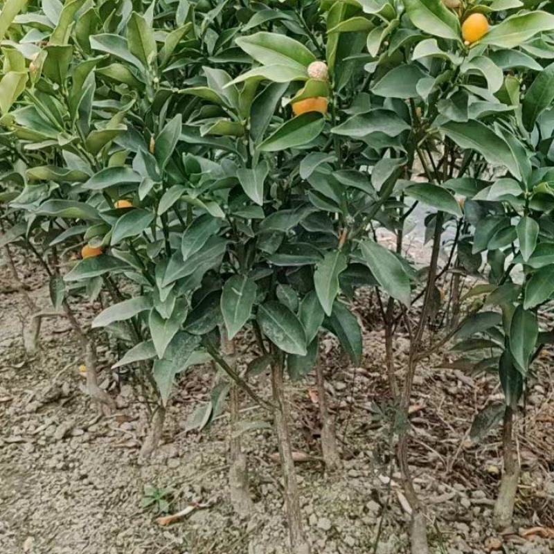 金桔苗