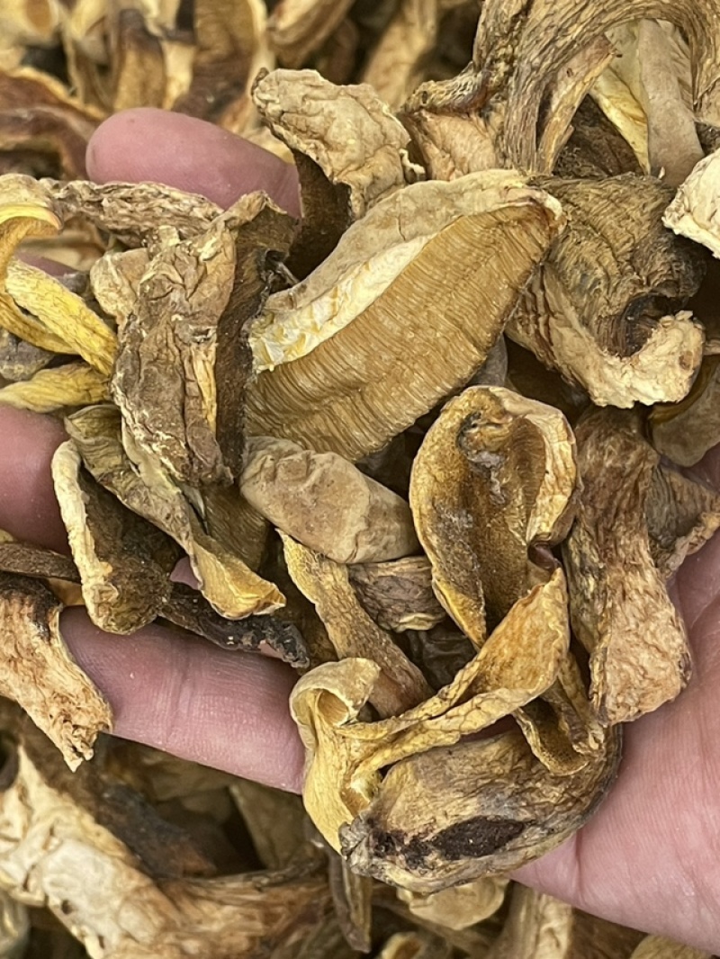 干货黄牛肝云南野生黄牛肝