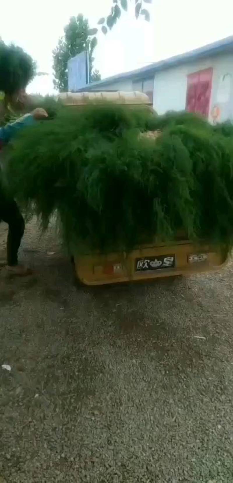 芦笋苗，育苗基地现挖芦笋苗，大小芦笋种苗都有
