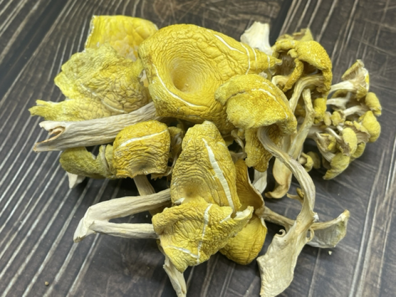 鸡油菌干货