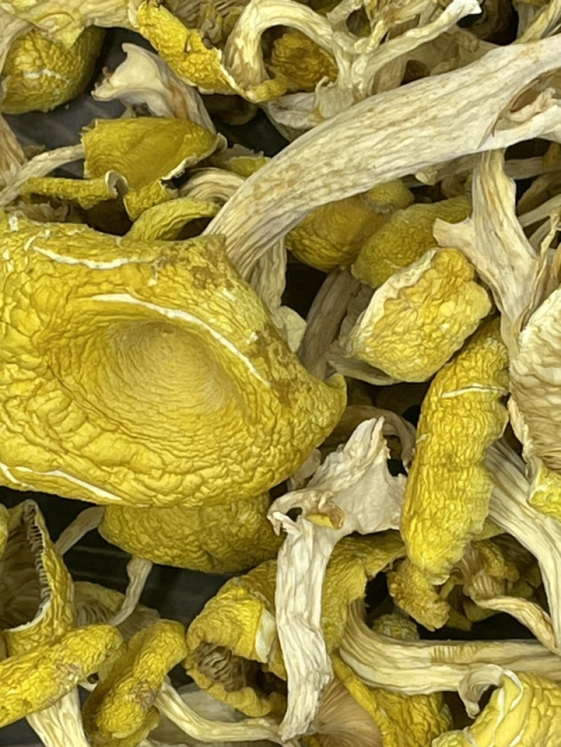 鸡油菌干货