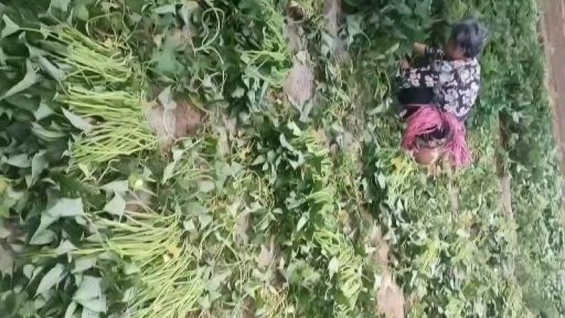 大田红薯苗，品种纯正基地供货，红皮白心，可当种薯和商品