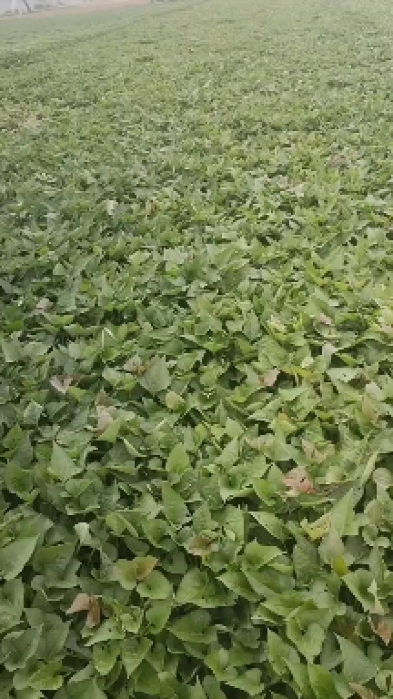 大田红薯苗，品种纯正基地供货，红皮白心，可当种薯和商品