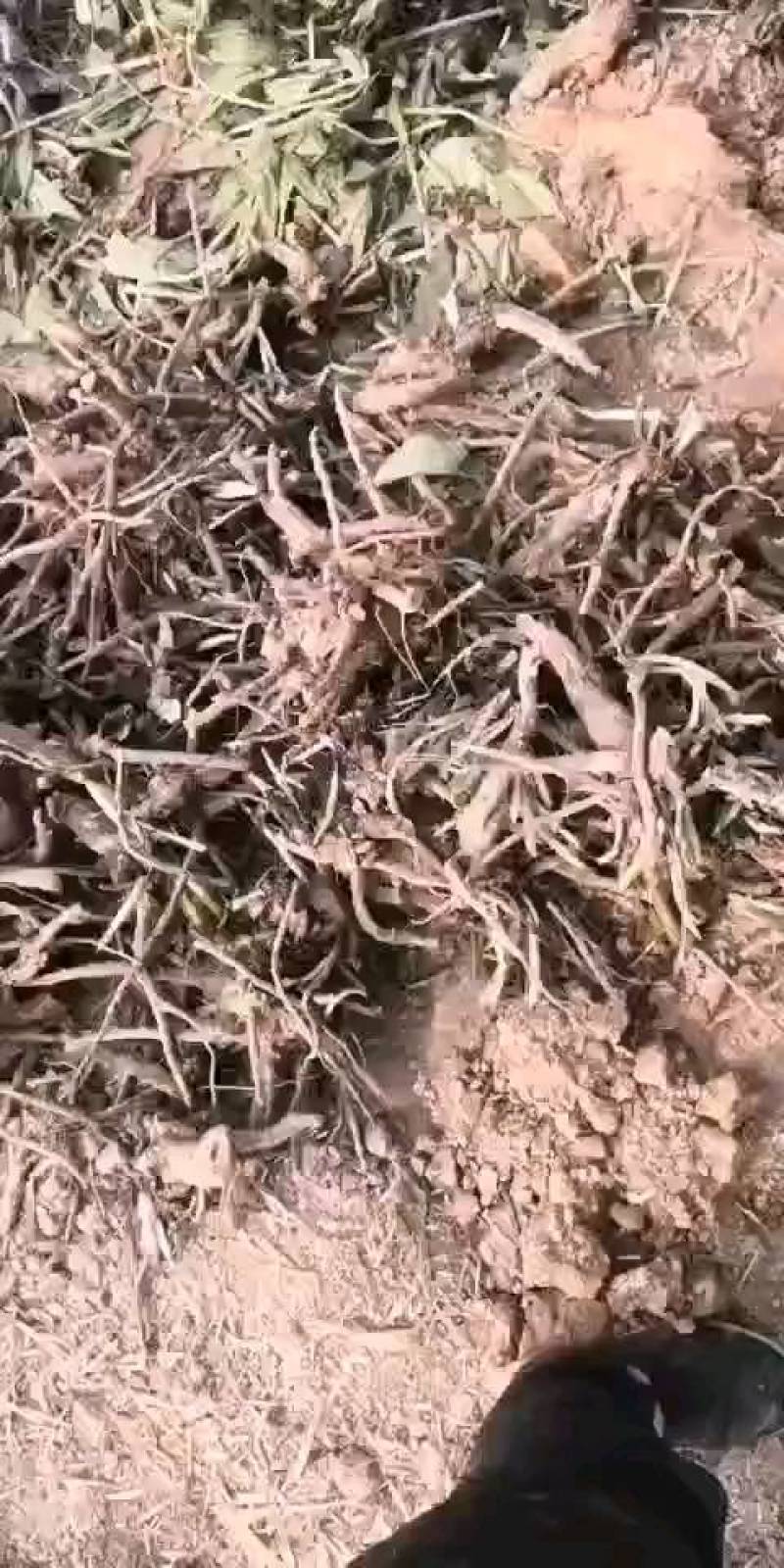 俄罗斯饲料菜，产量高达15吨，房前屋后都可以种植