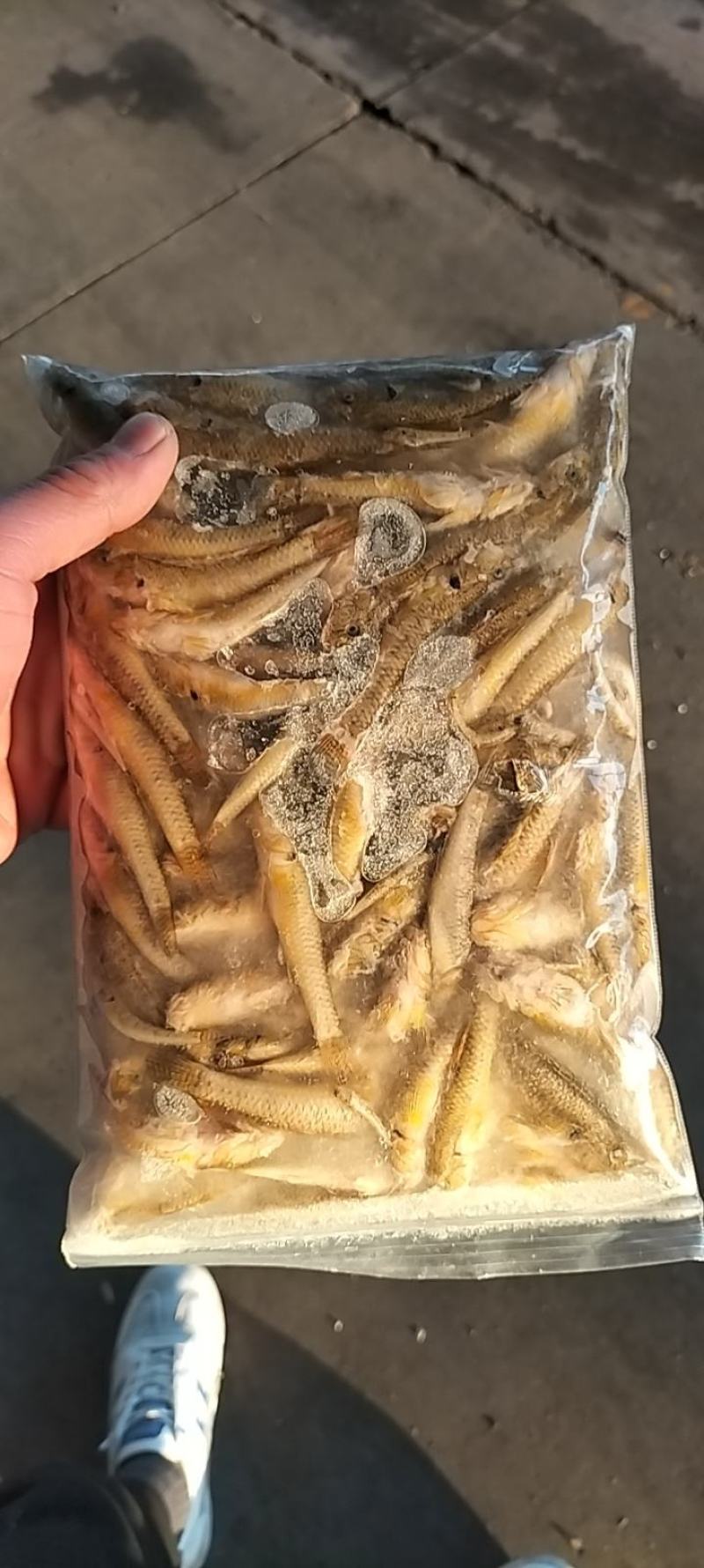 山根鱼，小黄鱼，沙地爬，河虾