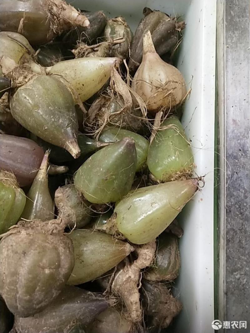 水白芨也叫石仙桃，石猪心，鲜货带根统货大小批发零售