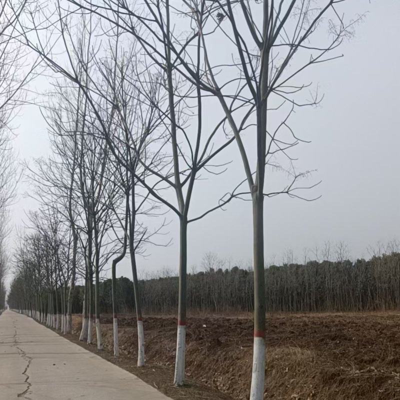 12公分青桐
