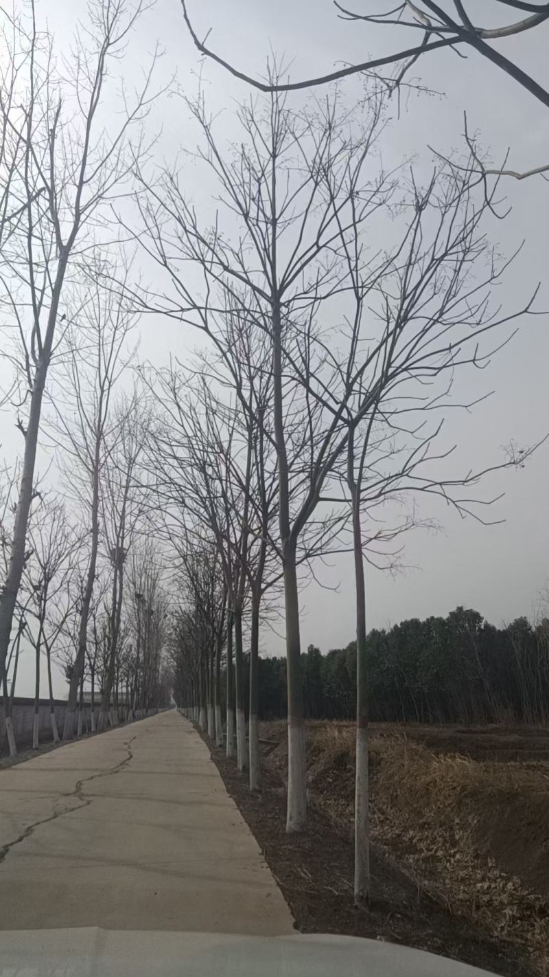 12公分青桐