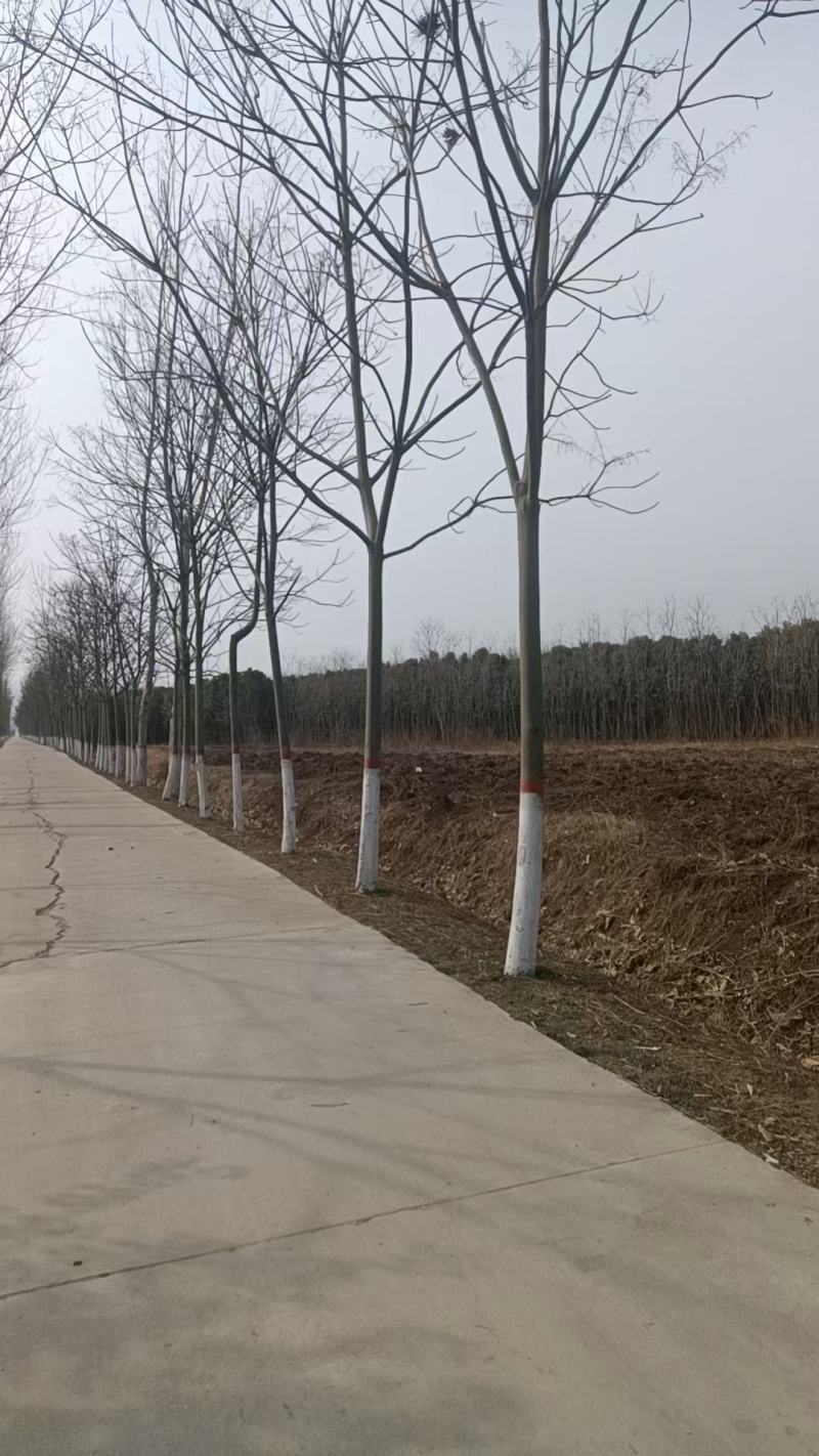 12公分青桐