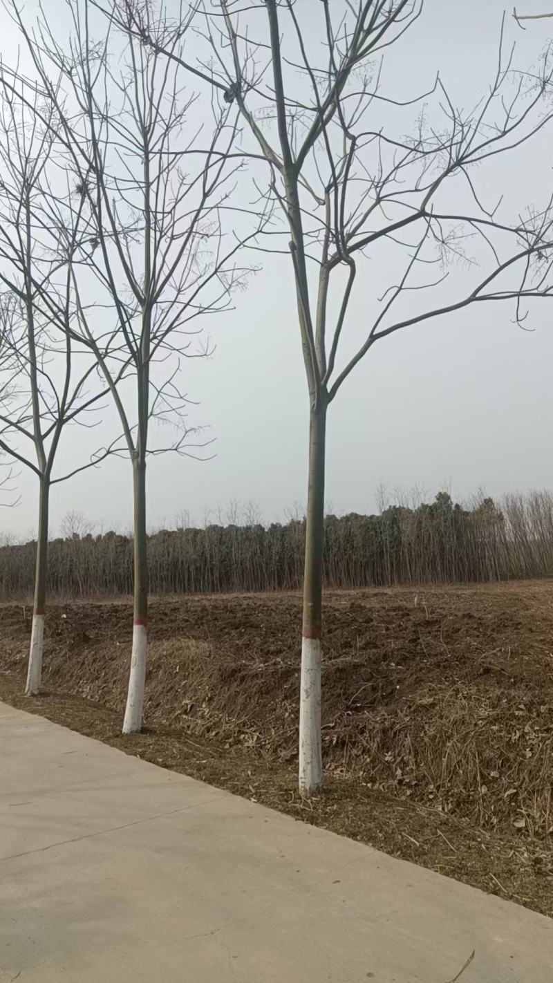 12公分青桐