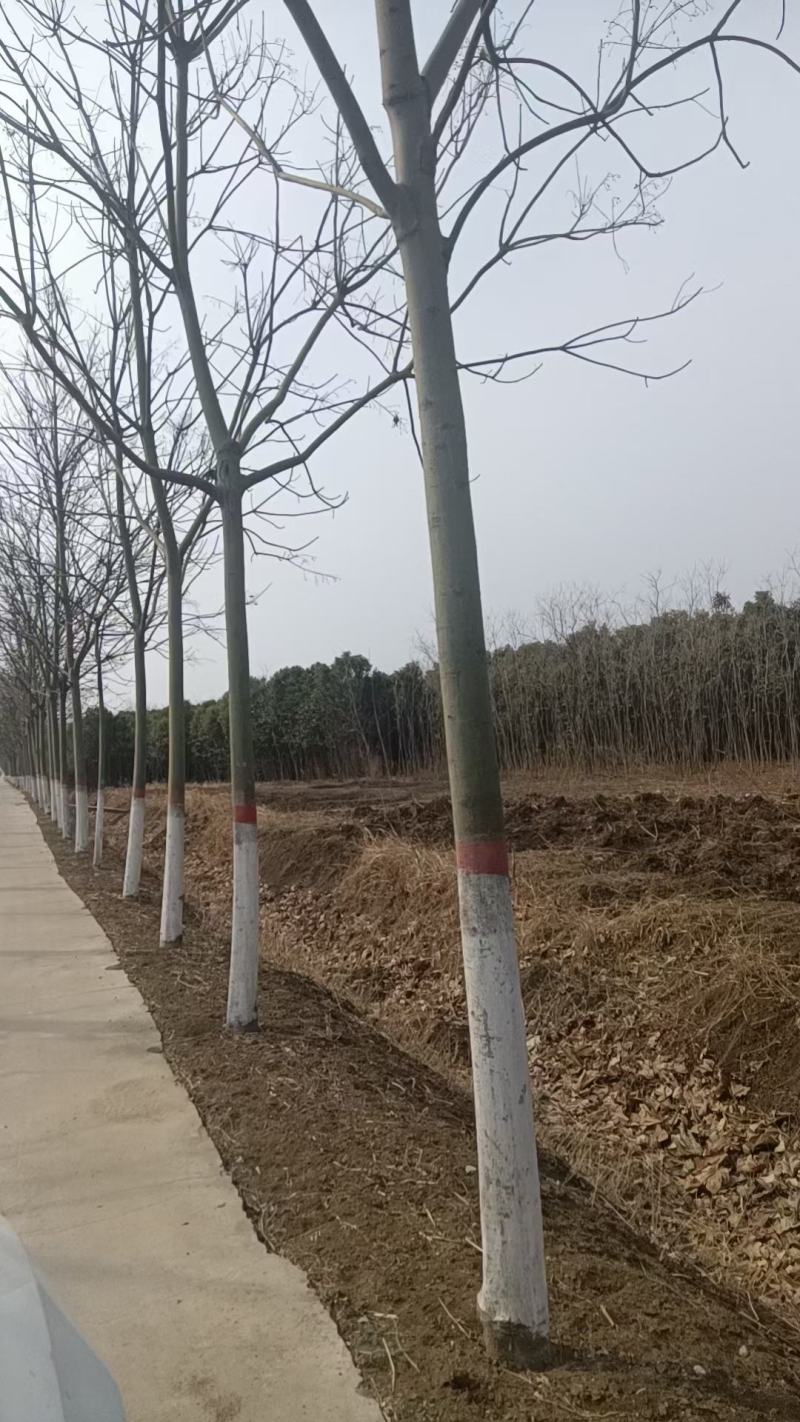 12公分青桐