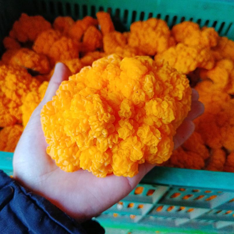 金耳菌
