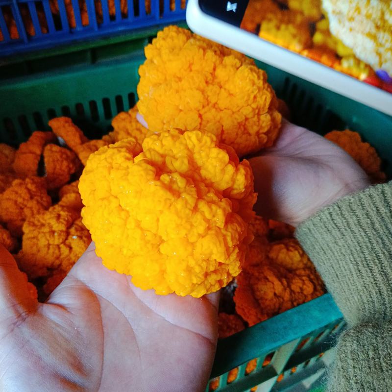 金耳菌