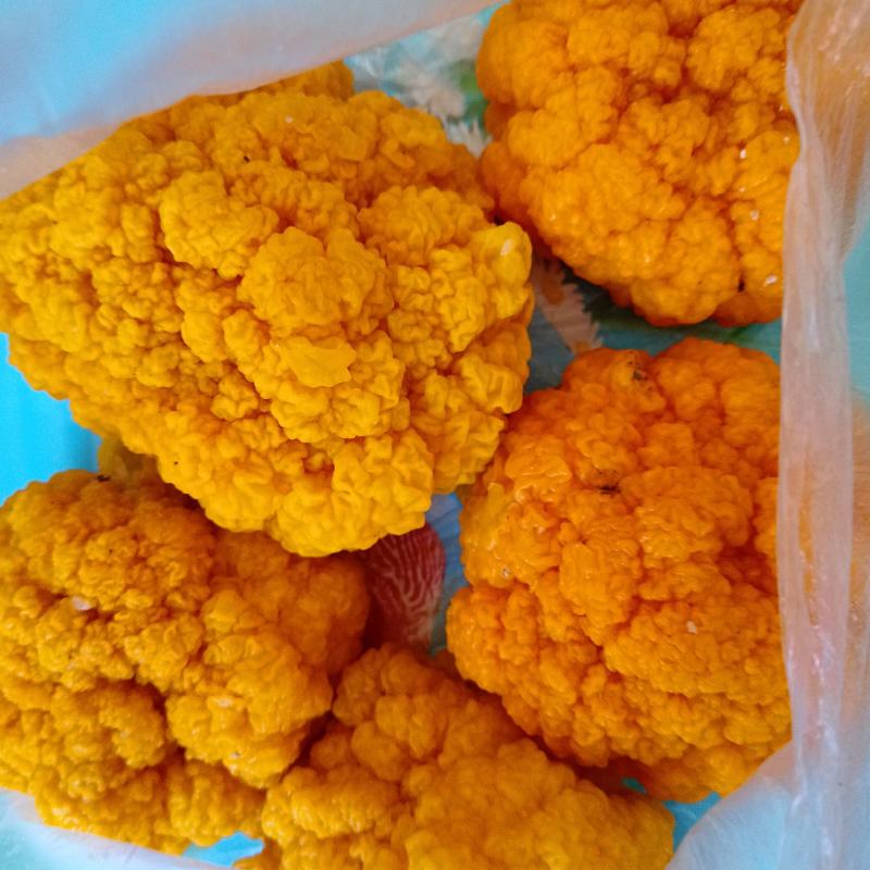 金耳菌