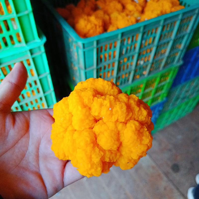 金耳菌