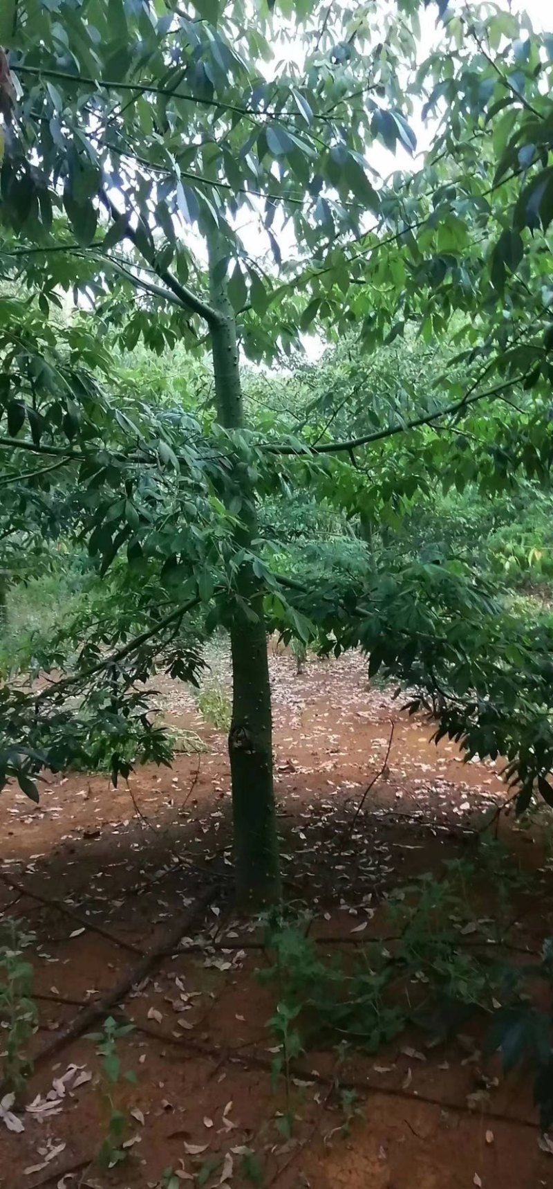 木棉树