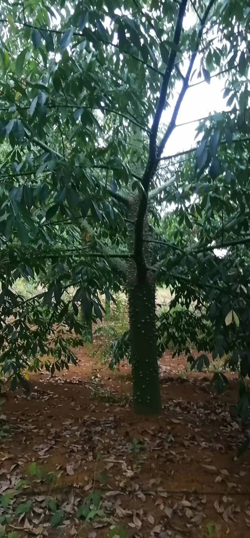 木棉树