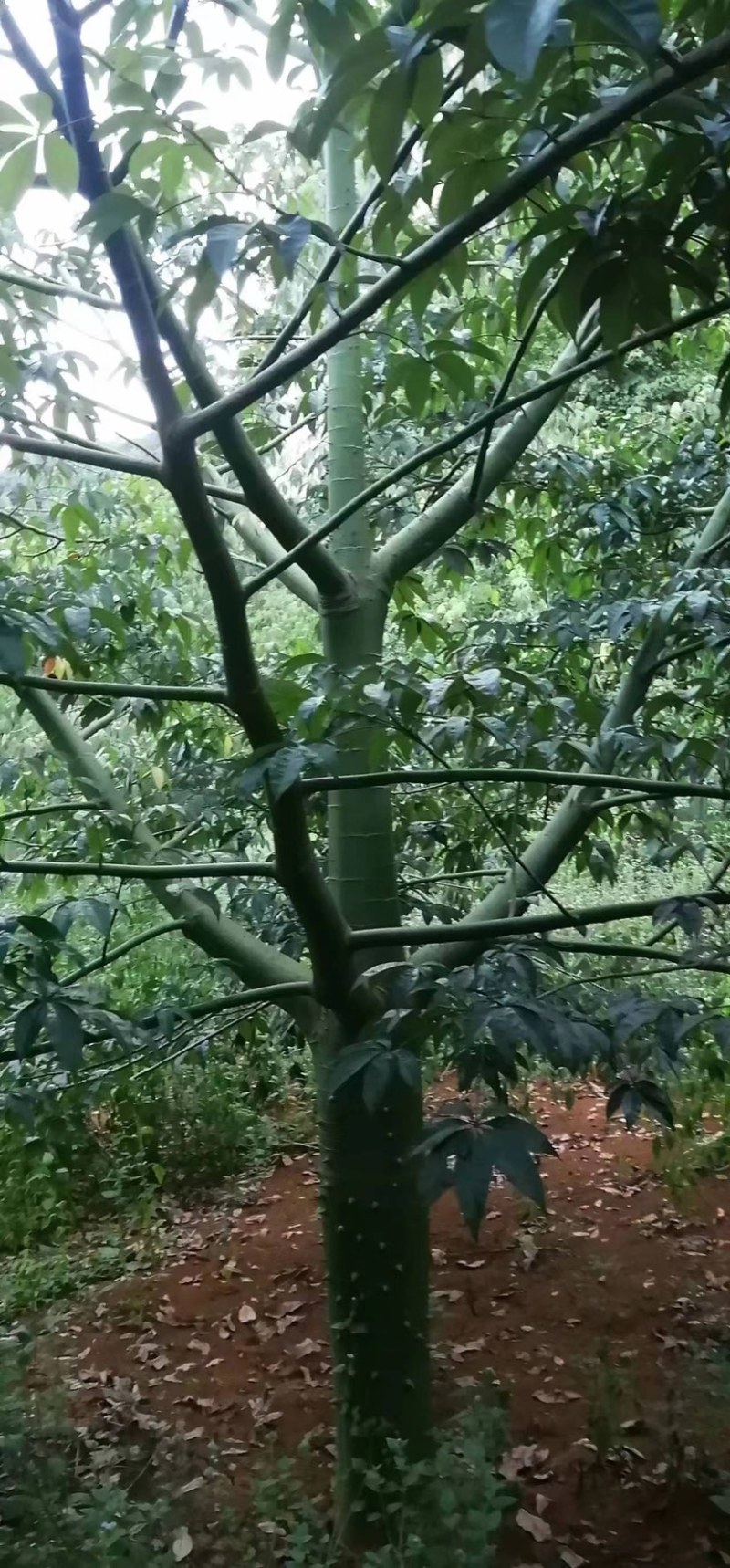 木棉树