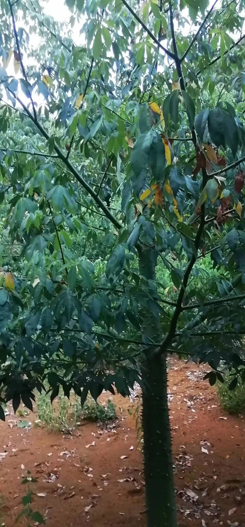 木棉树