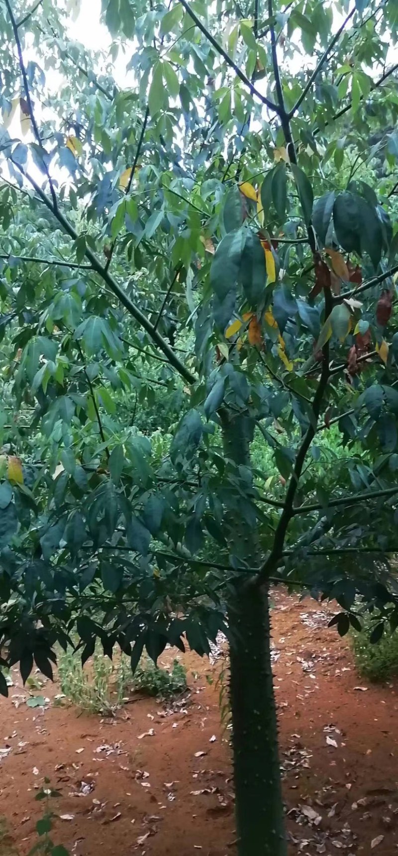 木棉树