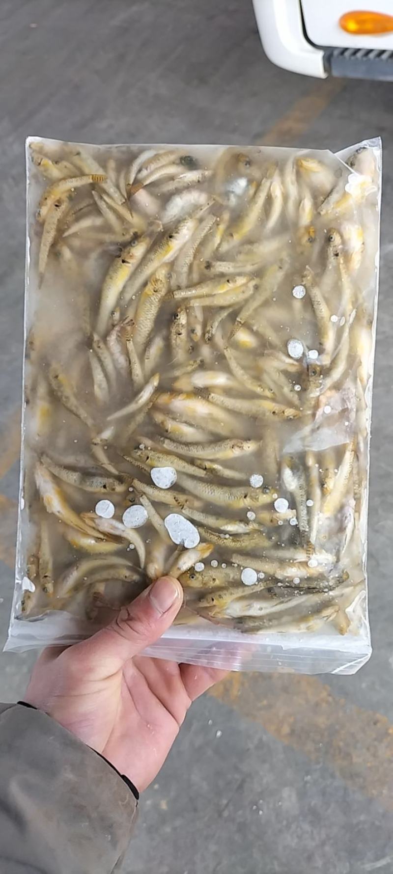 山根鱼2到4和3到5规格