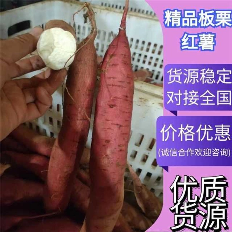 板栗薯:秦五，红皮白心，大小细长条，通货和优质货！