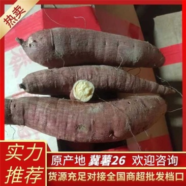 河北【冀薯26】二两以上通货！果面靓，没勾眼