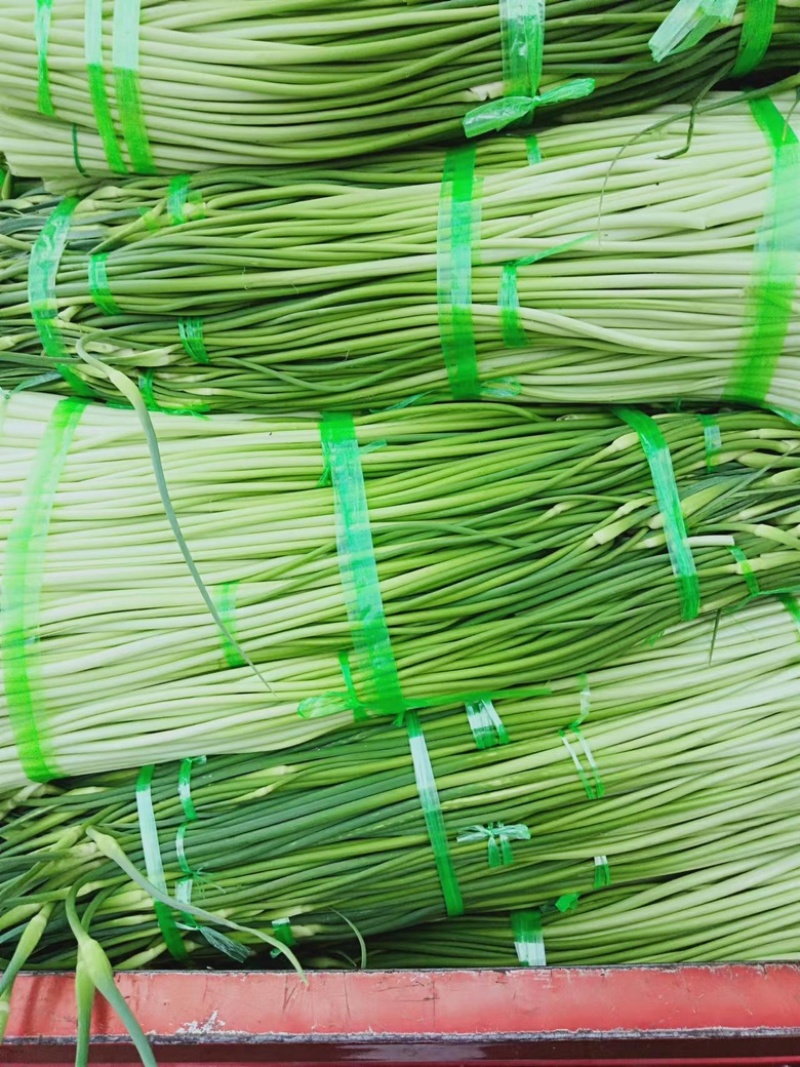 云南大理蒜薹大量上市需要的联系价格会越来越低