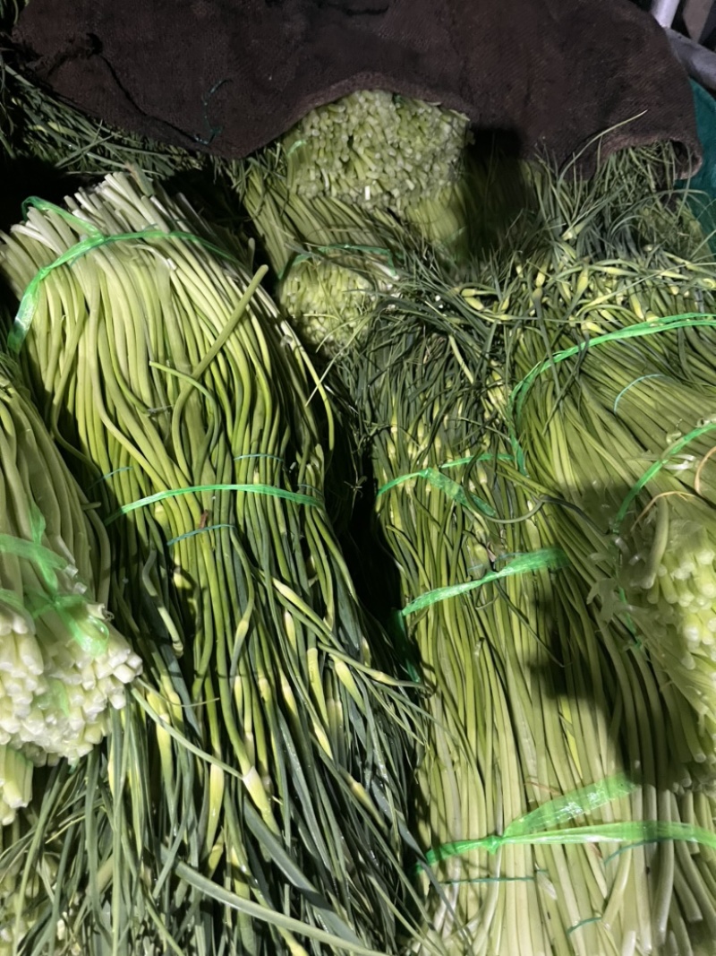 云南大理蒜薹大量上市需要的联系价格会越来越低