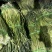 云南大理蒜薹大量上市需要的联系价格会越来越低