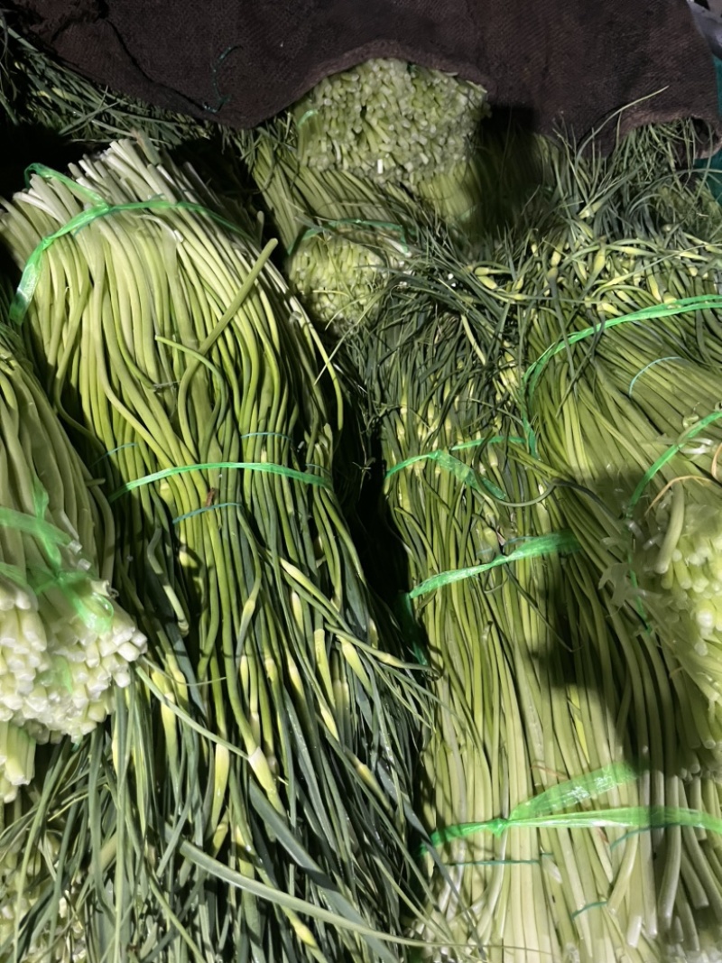 云南大理蒜薹大量上市需要的联系价格会越来越低