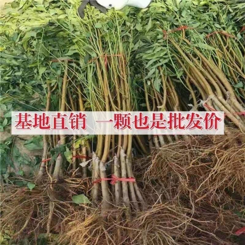 早熟桃树苗嫁接特大血蟠桃树苗新品种南方北方种植盆栽地栽五