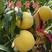 锦春黄桃树苗，品种正，产量高，口感甜，需要电话联系