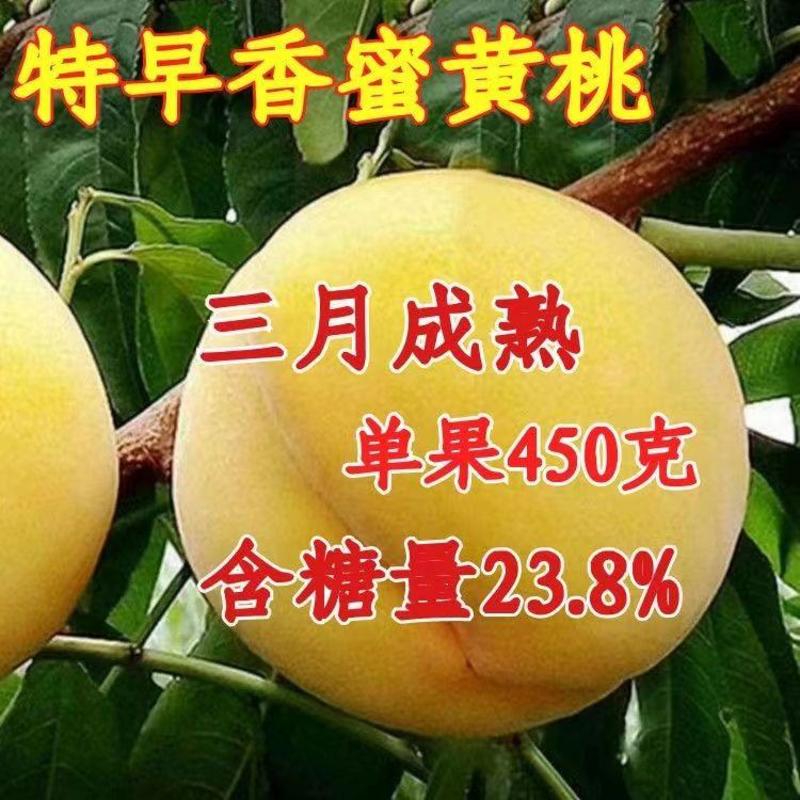 锦春黄桃树苗，品种正，产量高，口感甜，需要电话联系