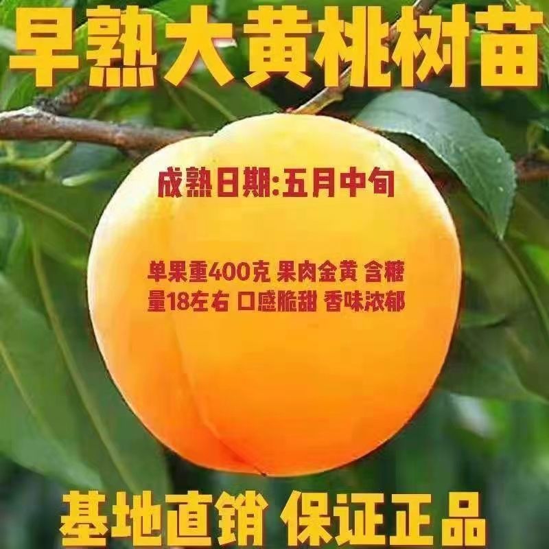 锦春黄桃树苗，品种正，产量高，口感甜，需要电话联系