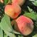 果树苗早熟胭脂红桃树苗嫁接红肉血桃树苗南方北方种植当年