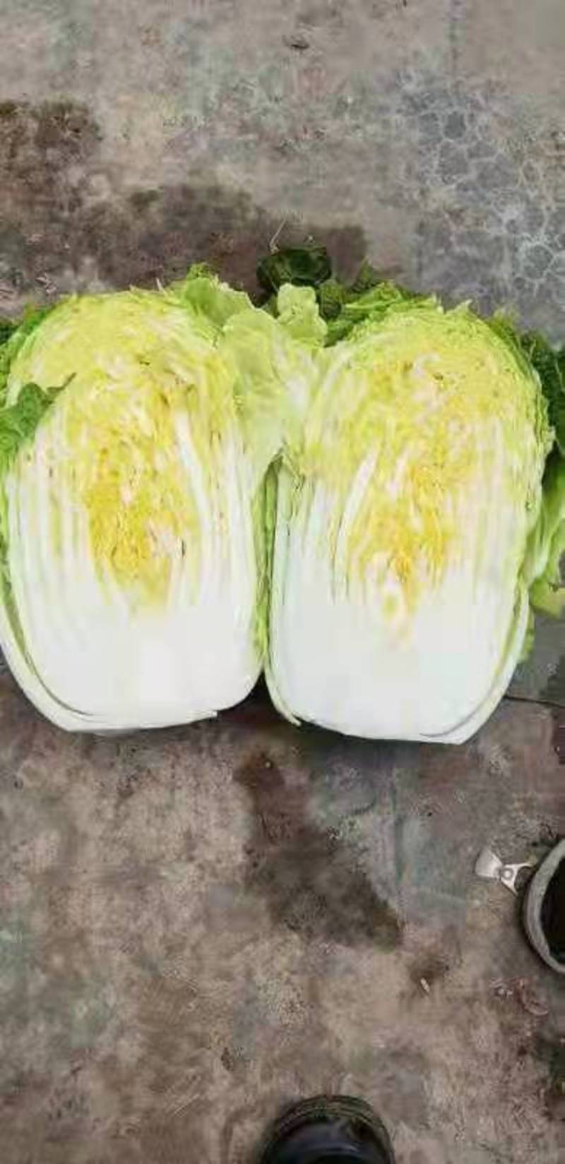 大白菜黄心菜叶子绿菜心黄产地直供长期有货量大价优