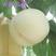 白桃树苗新品种白如玉桃树苗白如雪桃树苗留树时间长特耐
