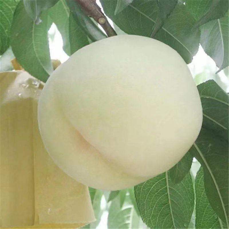 白桃树苗新品种白如玉桃树苗白如雪桃树苗留树时间长特耐