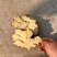 贵州二黄姜大量供应，有实力的电商客户联系我